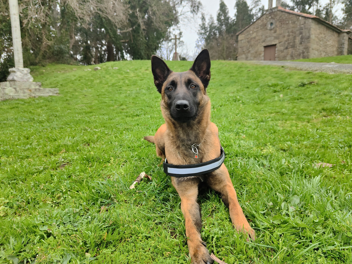 Finde abel 25 ferbrero perros Ara