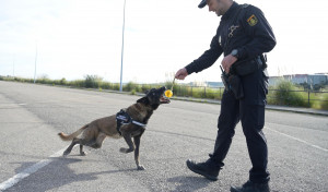 Los perros policía de A Coruña: compañeros hasta en el retiro
