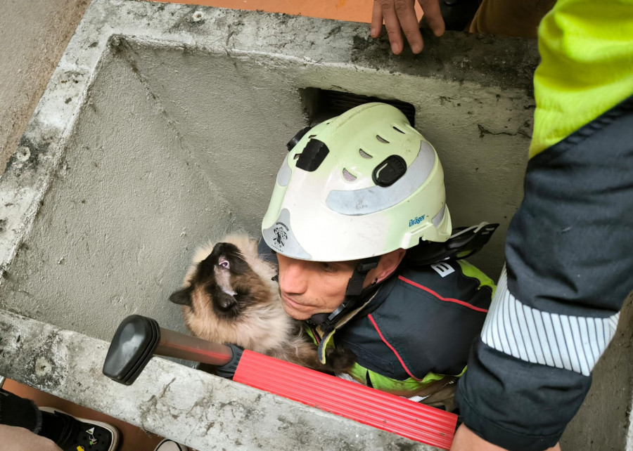 Los Bomberos de A Coruña rescatan a un gato que cayó de un séptimo piso
