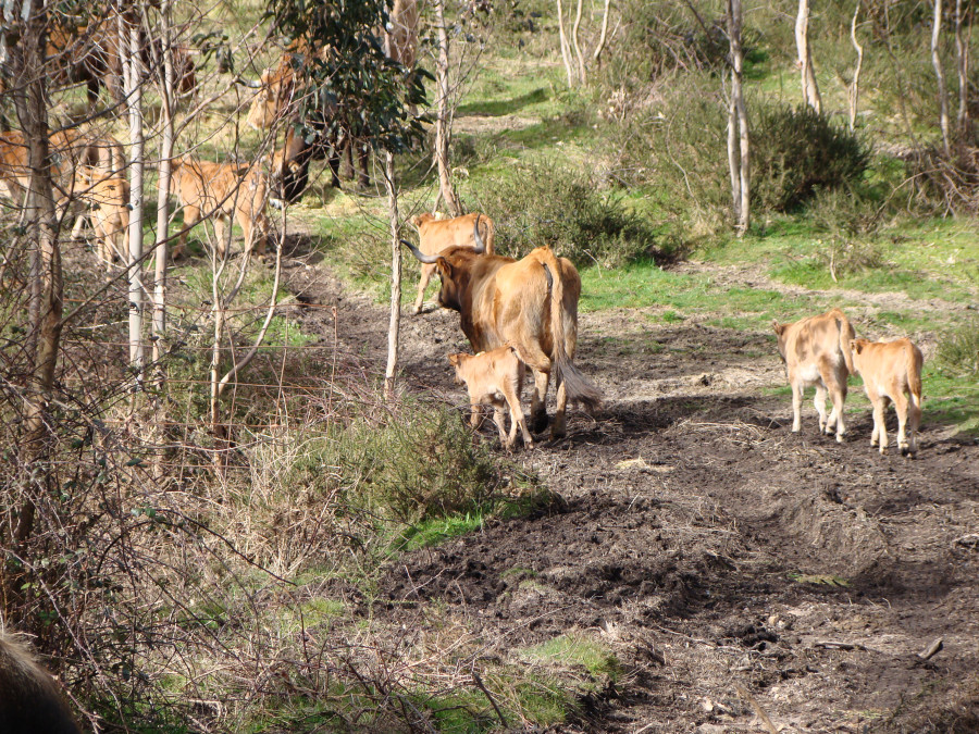 Una granja de Manzaneda deberá sacrificar a todas sus reses por tuberculosis