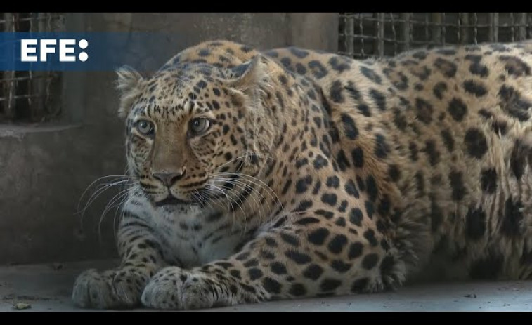 Un zoo de China pondrá a dieta a un leopardo obeso que causa furor entre los visitantes