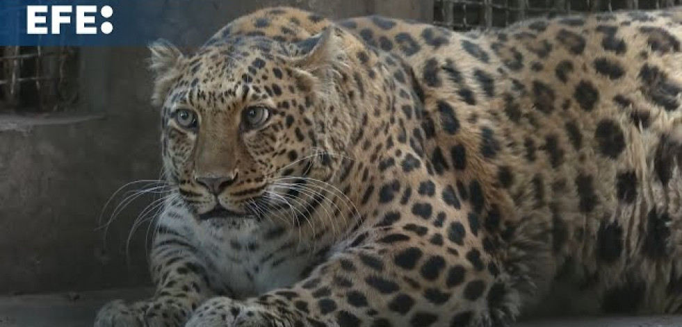 Un zoo de China pondrá a dieta a un leopardo obeso que causa furor entre los visitantes