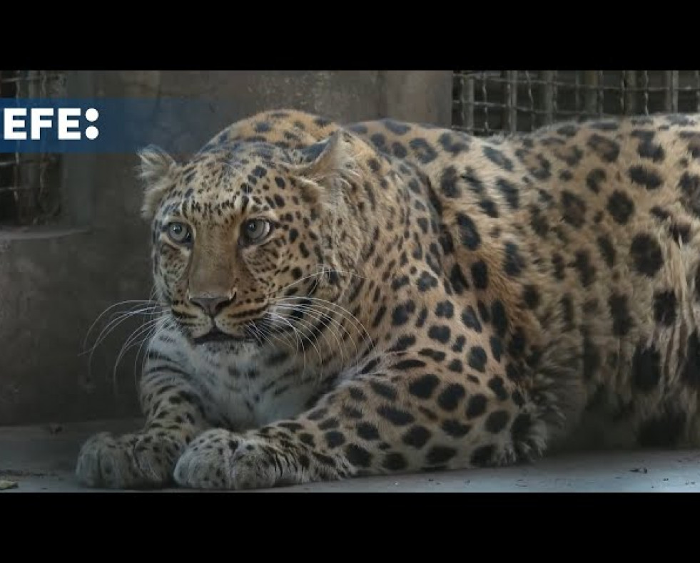 Un zoo de China pondrá a dieta a un leopardo obeso que causa furor entre los visitantes