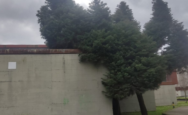 Alerta en el Barrio de las Flores por un árbol a punto de caer