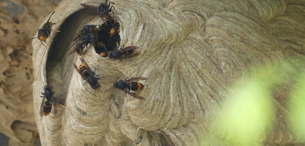 Investigadoras de la UDC analizan el impacto de la avispa velutina en la producción de vino