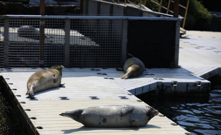 El Ayuntamiento impulsa la remodelación del sanatorio de focas