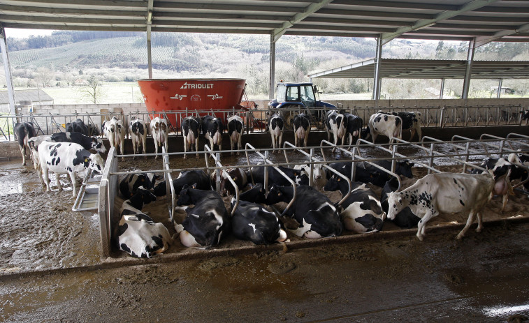 Oasis de modestas explotaciones salpican el páramo agrario en que ha derivado toda el área coruñesa