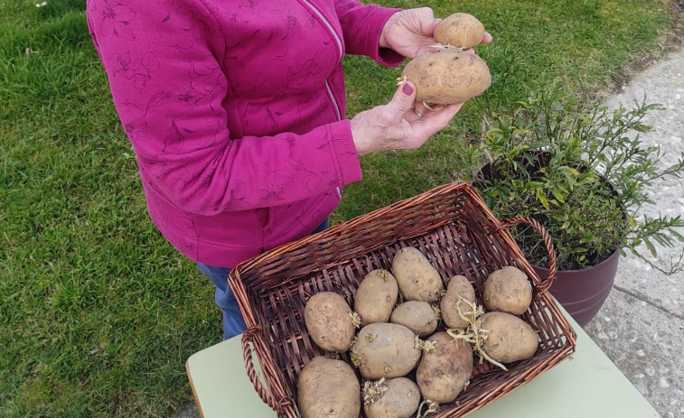 Una plaga de la patata ‘impone’ a los productores de 19 parroquias del área de A Coruña el autoconsumo