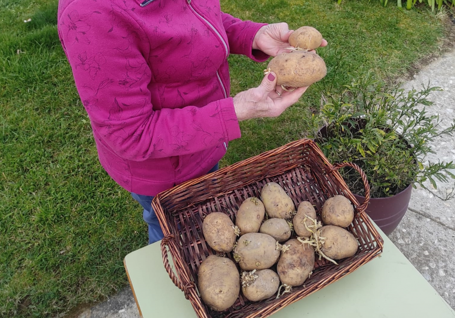 Una plaga de la patata ‘impone’ a los productores de 19 parroquias del área de A Coruña el autoconsumo