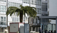 El picudo rojo ataca de nuevo en el callejón de la Estacada y pone en peligro su palmera