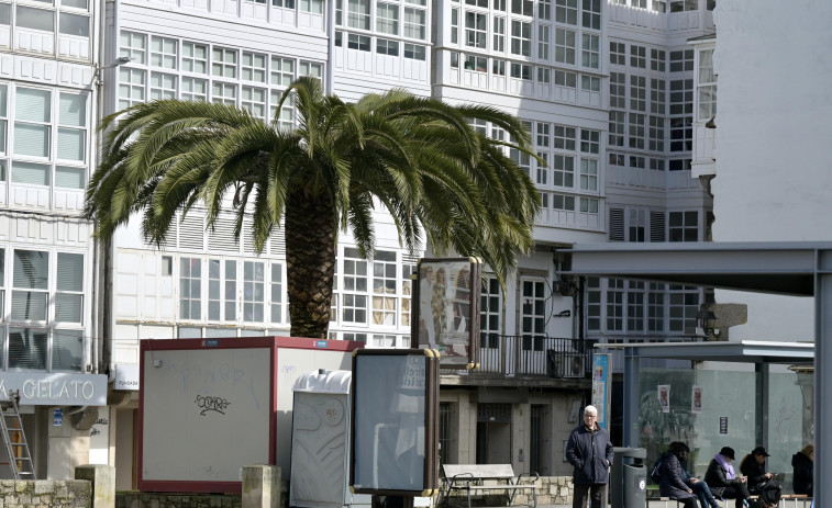 El picudo rojo ataca de nuevo en el callejón de la Estacada y pone en peligro su palmera