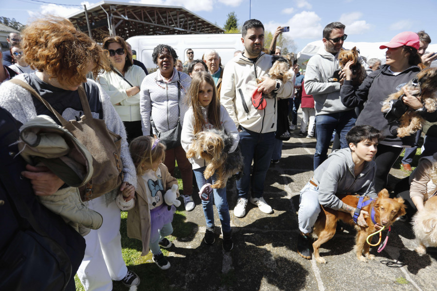 La fiesta de San Outelo en Celas es de nuevo un homenaje al más fiel amigo del hombre