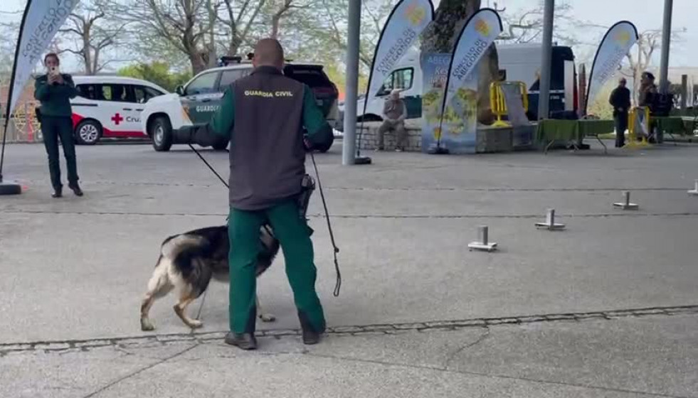 Exhibición de la Guardia Civil con perros adiestrados en Abegondo (2)