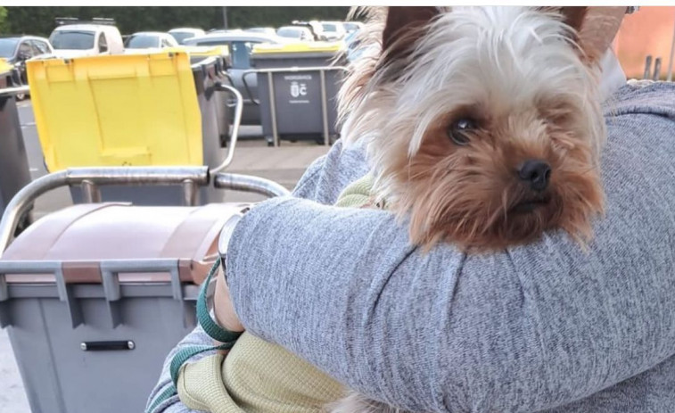 La cachorrita valiente de A Coruña que sobrevivió a cinco días perdida en el monte