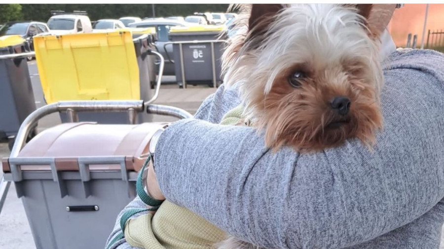 La cachorrita valiente de A Coruña que sobrevivió a cinco días perdida en el monte