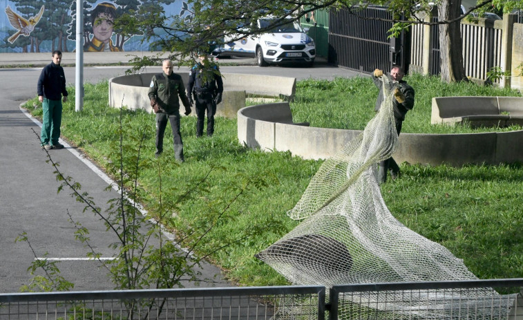 Sacrifican a los jabalíes capturados en un colegio de A Coruña