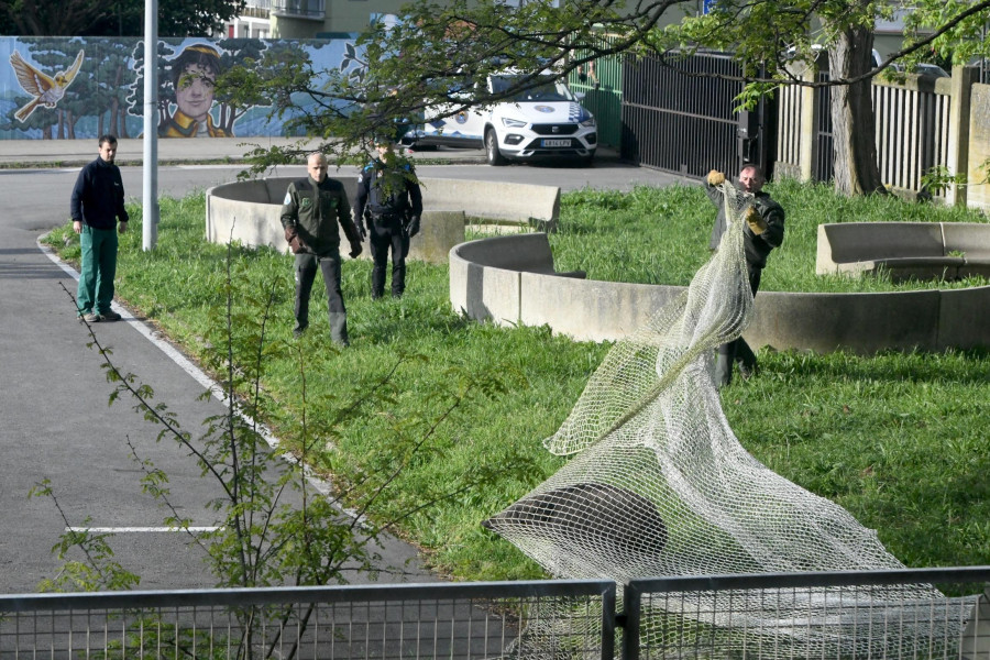 Sacrifican a los jabalíes capturados en un colegio de A Coruña