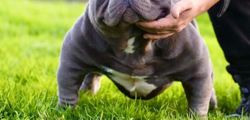 Cuenta atrás para el Dog Bull Show, un evento nunca visto en Betanzos