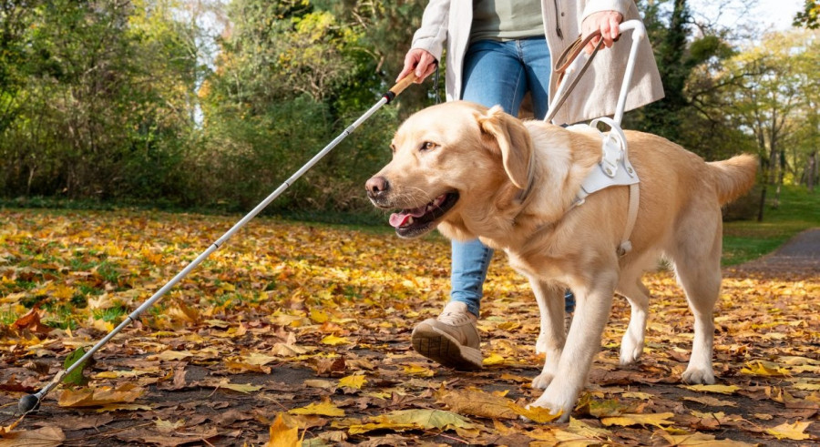 ¿Cómo se adiestra a un perro guía?