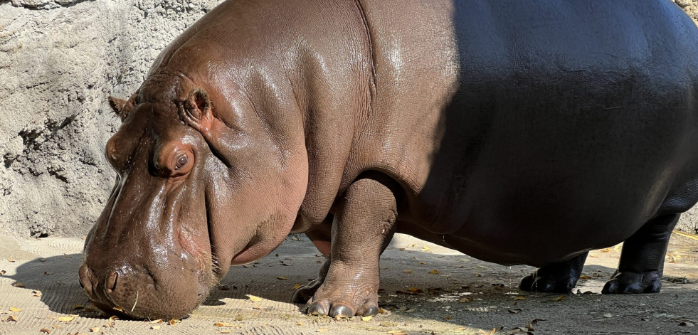 Gen-chan, el hipopótamo que dejó México como macho y llegó a Japón como hembra