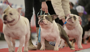 DogBull show en Betanzos