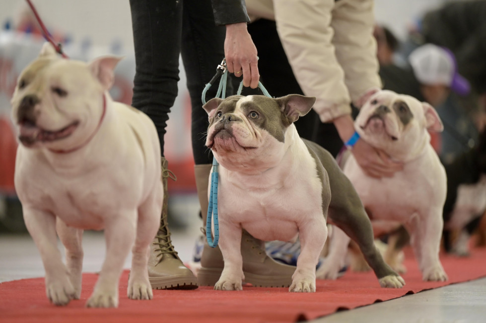 DogBull Show en Betanzos @ Javier Alborés (16)