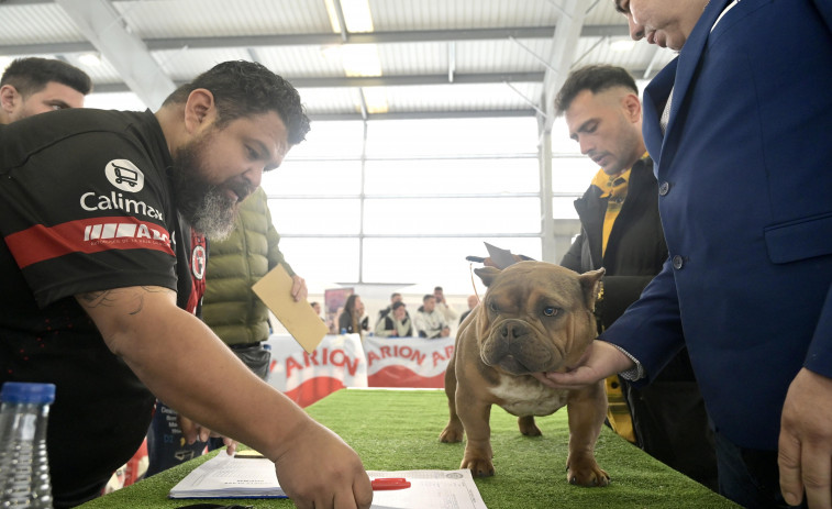 Cientos de aficionados asisten al I DogBull Show  de Betanzos en O Carregal