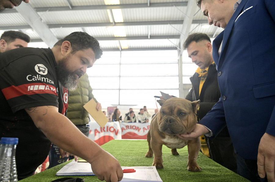 Cientos de aficionados asisten al I DogBull Show  de Betanzos en O Carregal