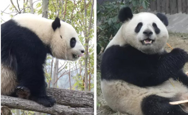 La nueva pareja de pandas del Zoo de Madrid ya ha pasado su primera noche en la capital