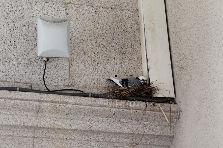 Las nuevas inquilinas del palacio municipal de María Pita