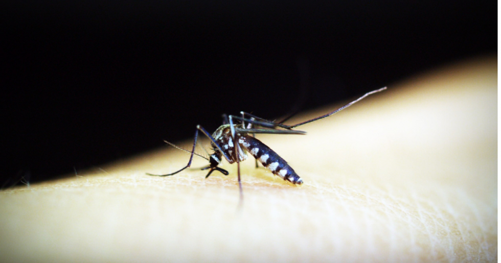 Malaria