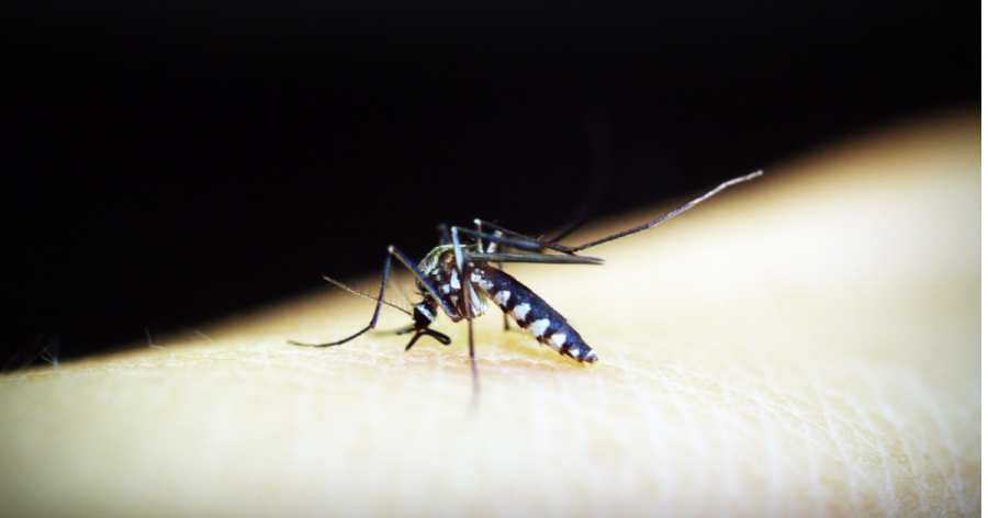La malaria provoca en España hasta 850 casos importados al año