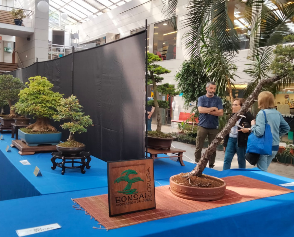 Exposición de bonsáis en el Fórum Metropolitano @ Asociación Cultural Bonsái Coruña (2)