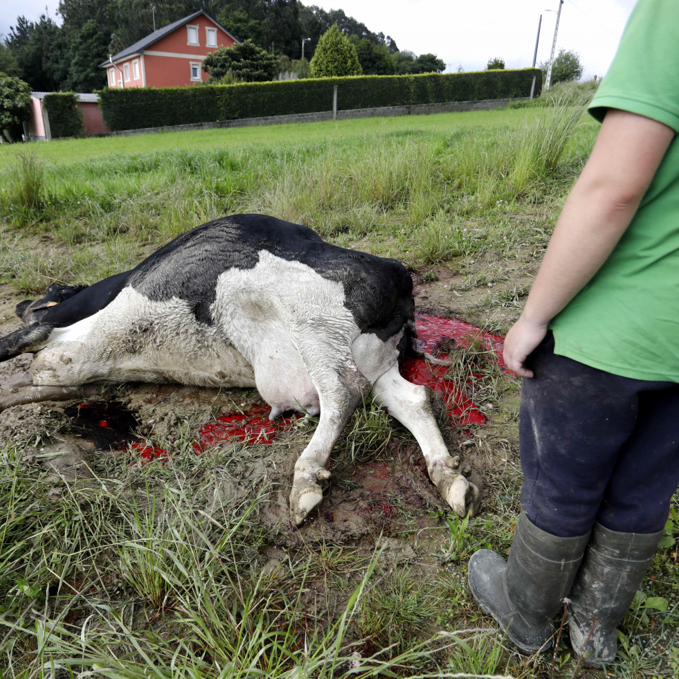 Un ganadero de Carral denuncia el ataque letal de dos lobos a una vaca