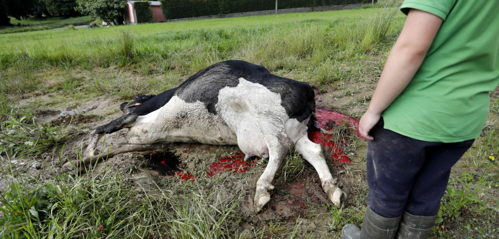 Un ganadero de Carral denuncia el ataque letal de dos lobos a una vaca