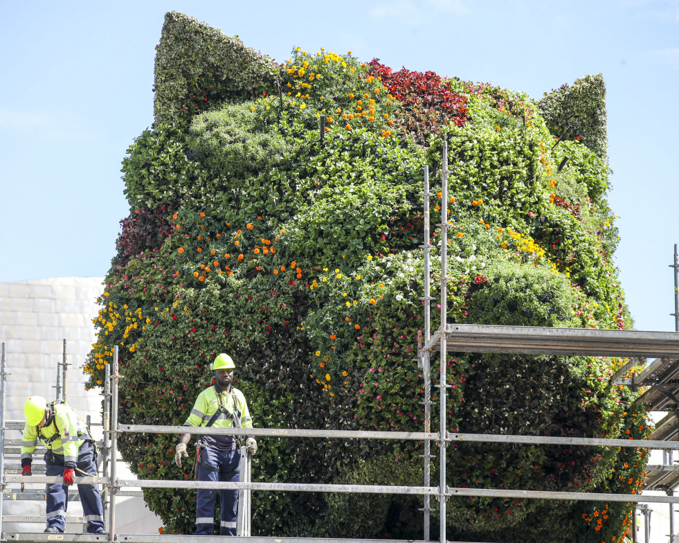 GRAFCAV2799. BILBAO, 20/05/2024.-Trabajadores retiran el andamio tras cabiar las flores de la 'piel' de Puppy, icónica escultura floral moderna realizada por el artista estadounidense Jeff Koons que 