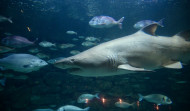 El Aquarium Finisterrae busca un compañero que acabe con los 18 años de soledad de Gastón