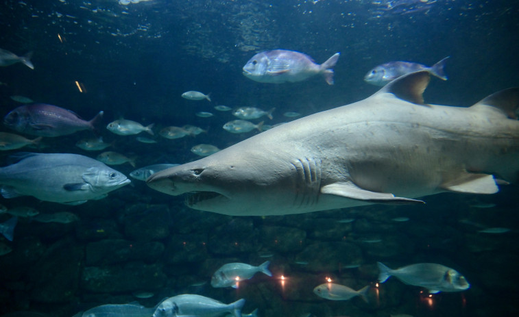 El Aquarium Finisterrae busca un compañero que acabe con los 18 años de soledad de Gastón