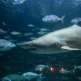 Tiburon Gaston Aquarium Albores