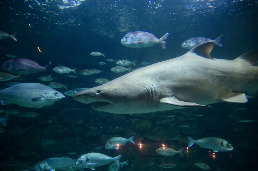 El Aquarium Finisterrae busca un compañero que acabe con los 18 años de soledad de Gastón