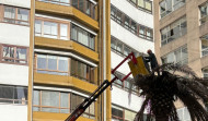 Talan una palmera infectada por el picudo rojo en Juan Flórez