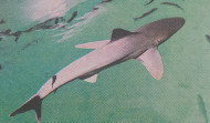 Hace 25 años | Llegan los tiburones a la Casa de los Peces y se abre el nuevo viaducto de A Coruña