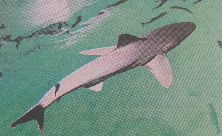 Hace 25 años | Llegan los tiburones a la Casa de los Peces y se abre el nuevo viaducto de A Coruña