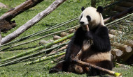 La reina Sofía presenta a la nueva pareja de pandas del Zoo de Madrid