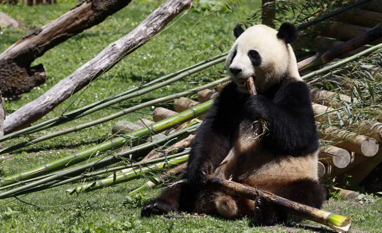 La reina Sofía presenta a la nueva pareja de pandas del Zoo de Madrid