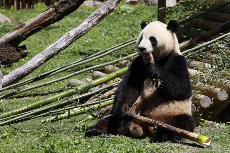 La reina Sofía presenta a la nueva pareja de pandas del Zoo de Madrid