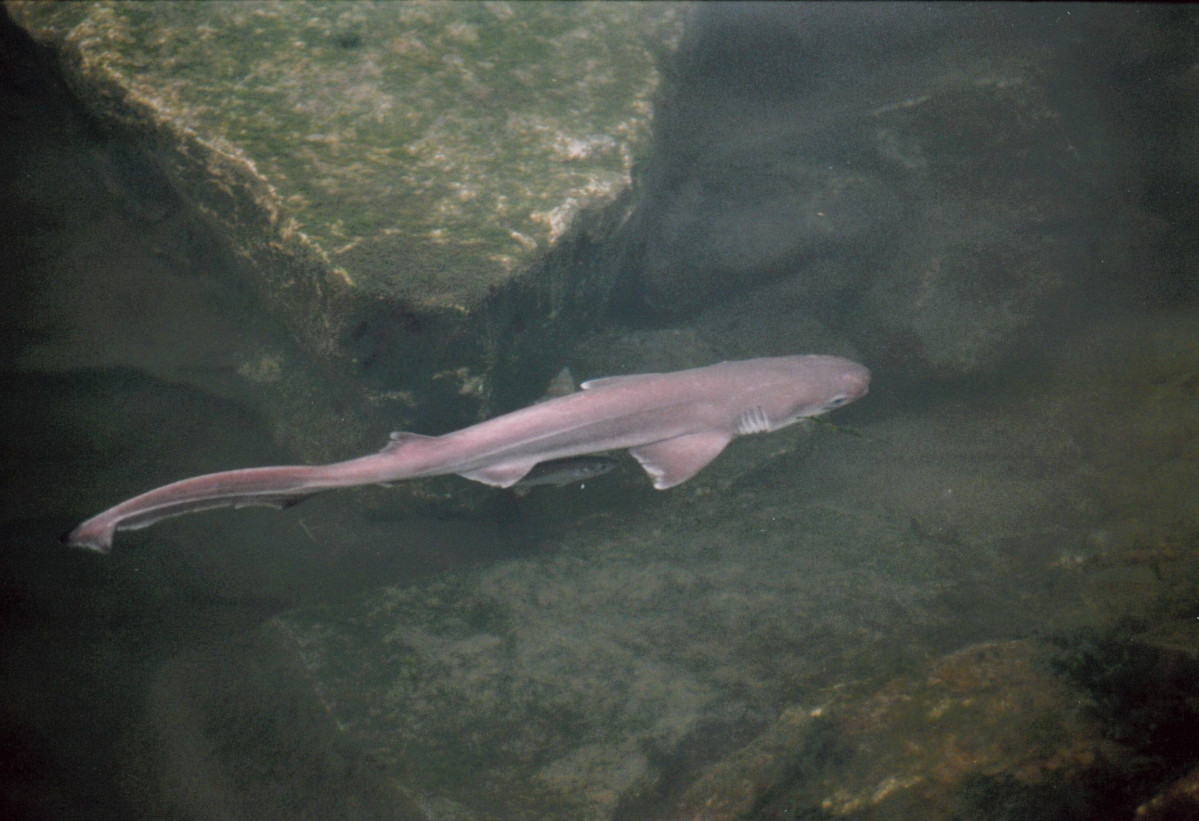 Primer habitante aquarium 1998 AEC