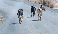 Hasta 286.000 perros y gatos fueron recogidos en 2023 por las protectoras de animales