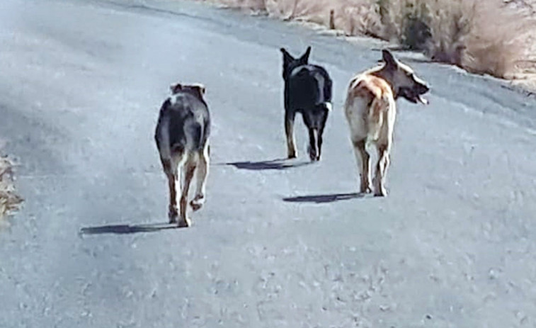 Hasta 286.000 perros y gatos fueron recogidos en 2023 por las protectoras de animales