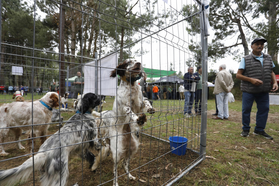 Los cazadores ‘disparan’ el interés por los perros en la finca de As Quintás
